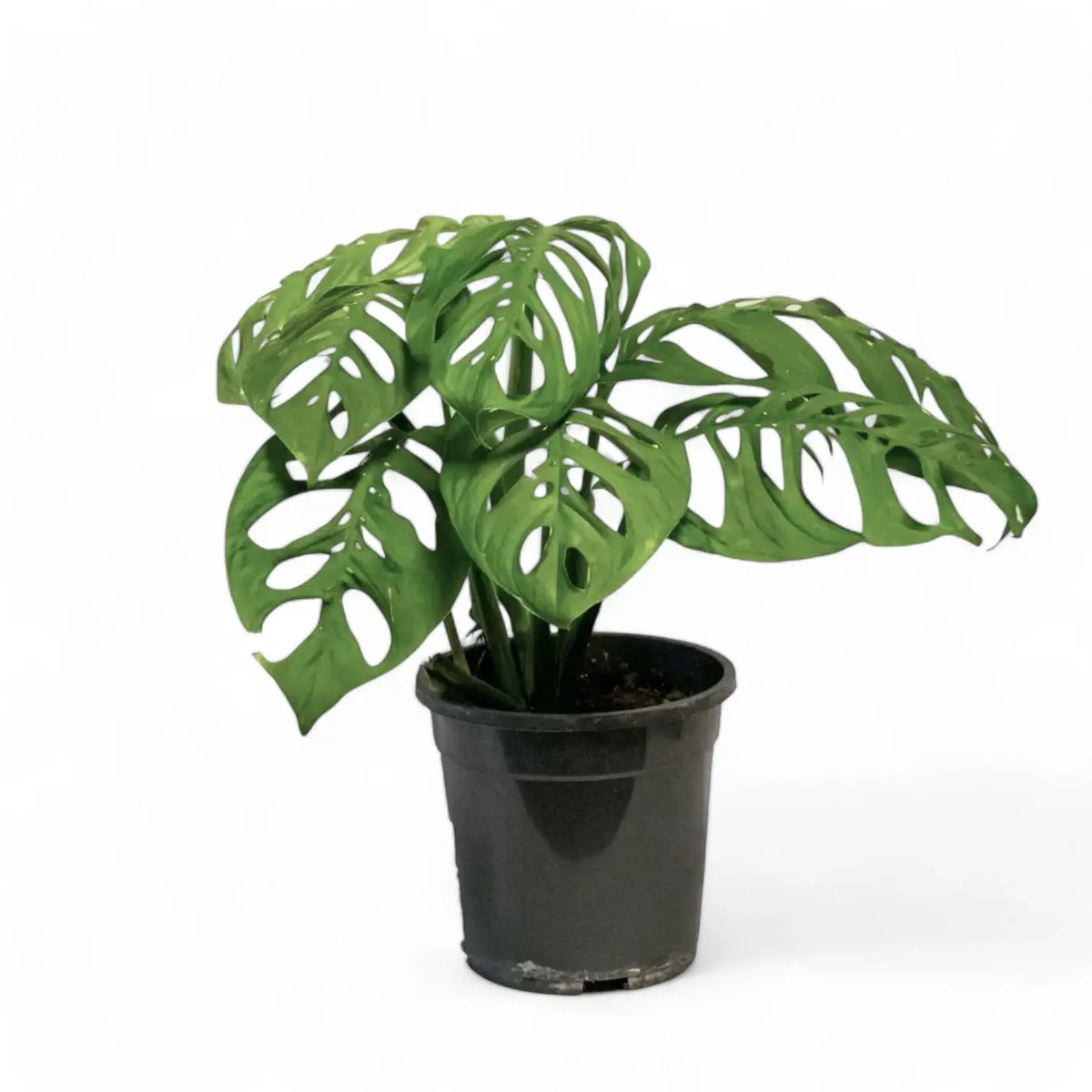 Monstera 'Esqueleto' potted plant in nursery pot on white background.