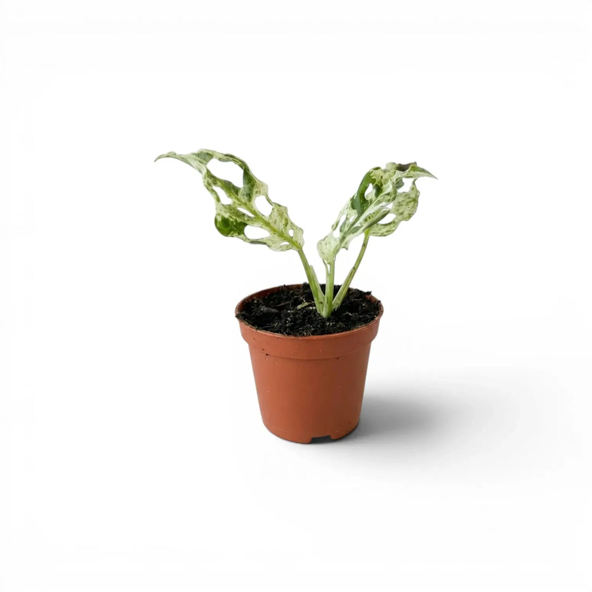 Monstera adansonii 'Frozen Freckles' variegated baby plant in a nursery pot against a white background