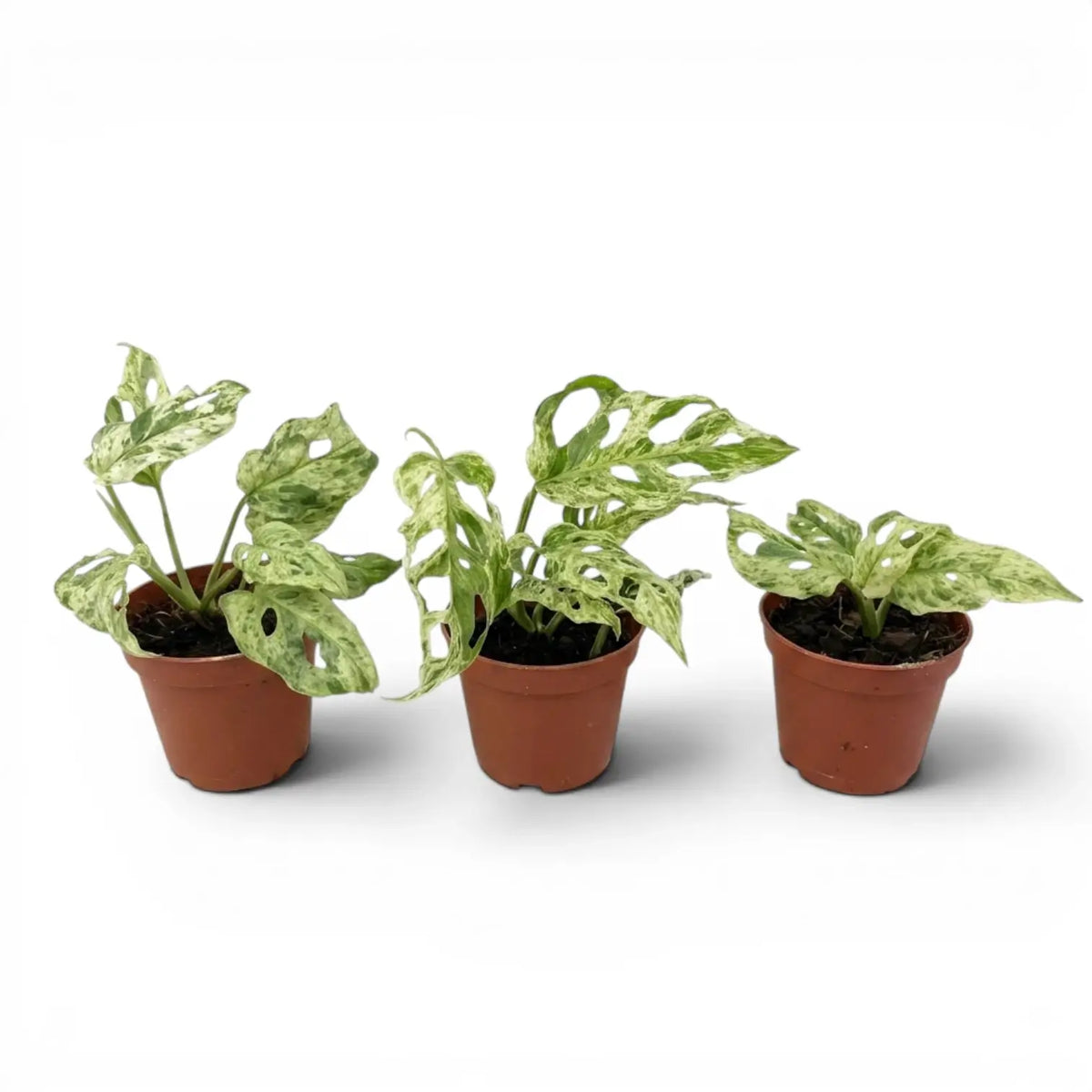 ThreeMonstera adansonii 'Frozen Freckles' variegated baby plant specimens in nursery pot son white background