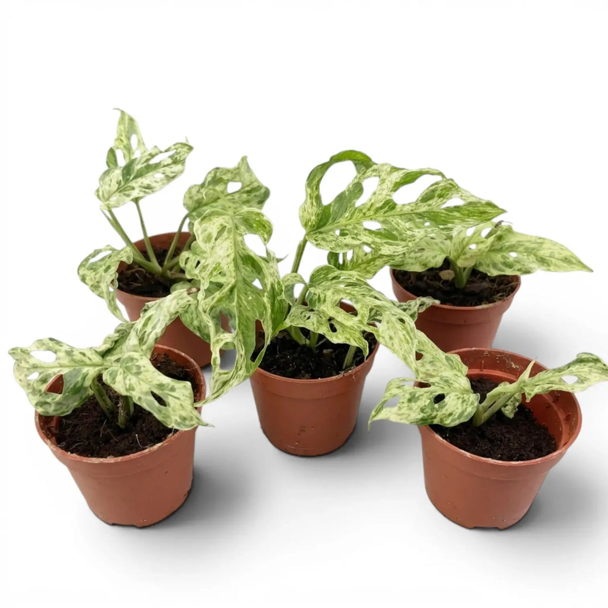 Five specimens of Monstera adansonii 'Frozen Freckles' variegated baby plant in nursery pots on white background