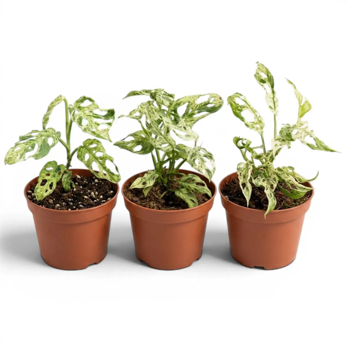 Three Monstera adansonii 'Frozen Freckles' variegated medium-sized plants in a nursery pot on white background