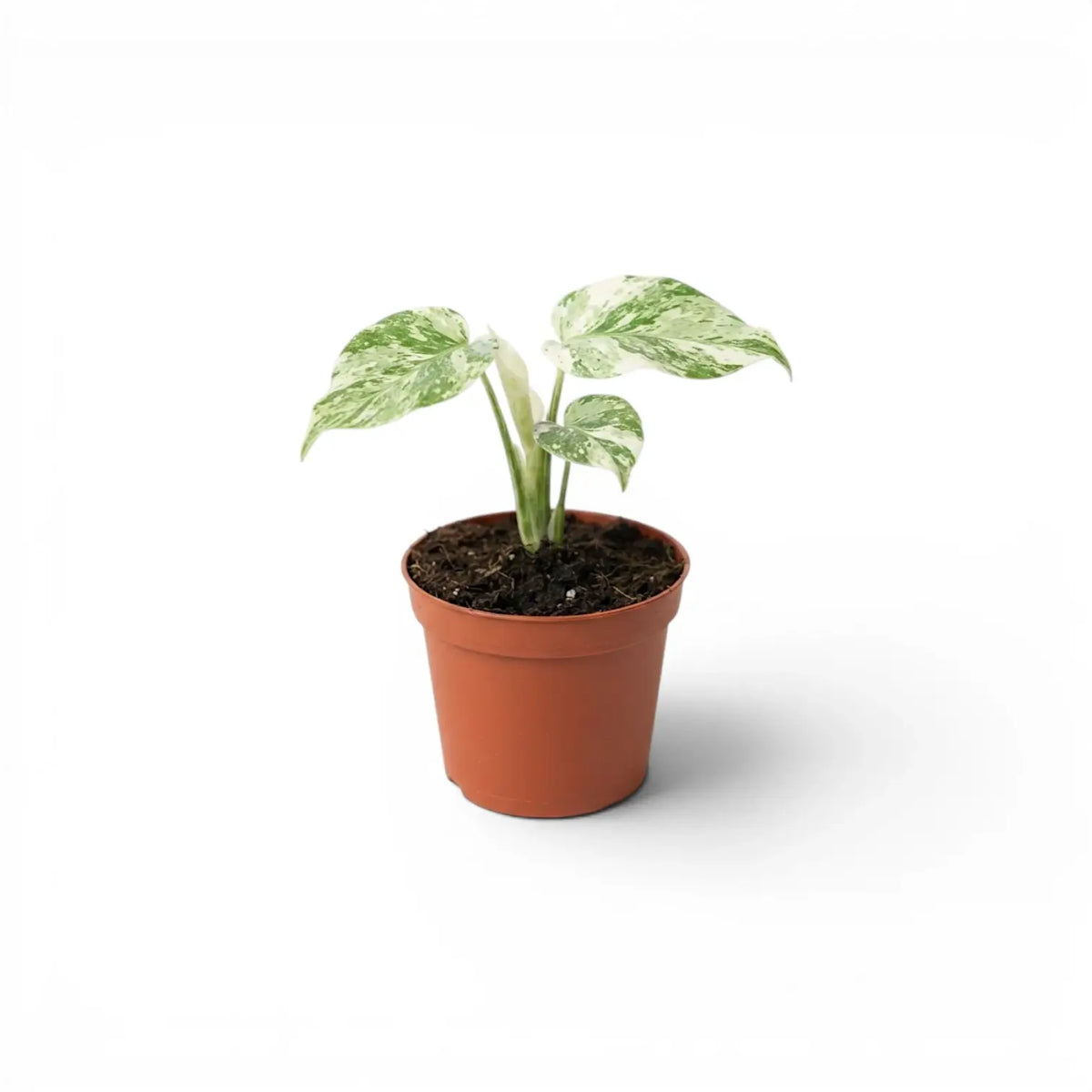 Monstera ‘Green Snow’ baby plant with pale mint-and-cream marbling in a terracotta nursery pot.