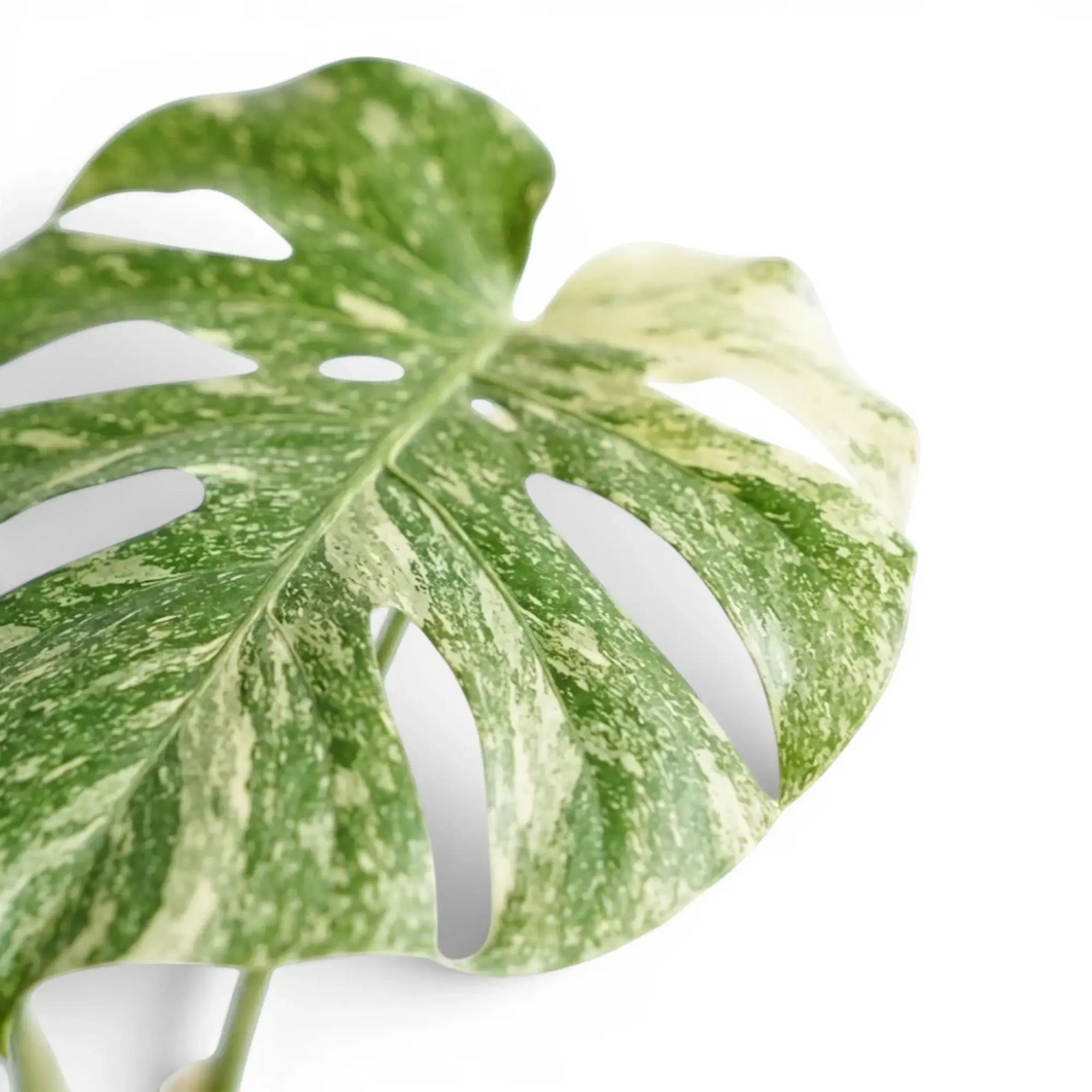 Geschlitztes Blatt von Monstera ‘Green Snow’ mit breitem cremefarbenem Sektor und mintgrüner Marmorierung.