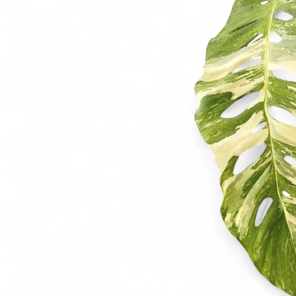 Monstera lechleriana variegata leaf close-up on white background.