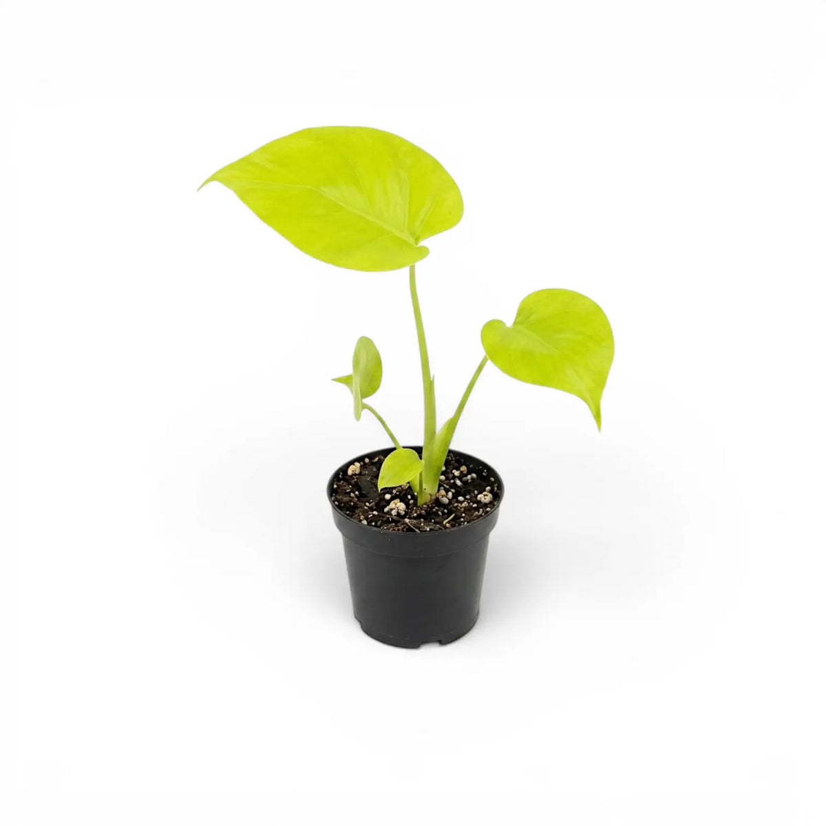 Young Monstera deliciosa Lemon Lime with clear chartreuse leaves