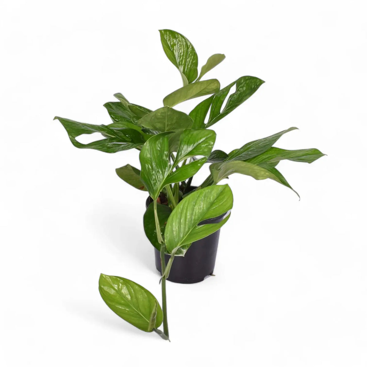 Monstera pinnatipartita potted plant in nursery pot on white background.
