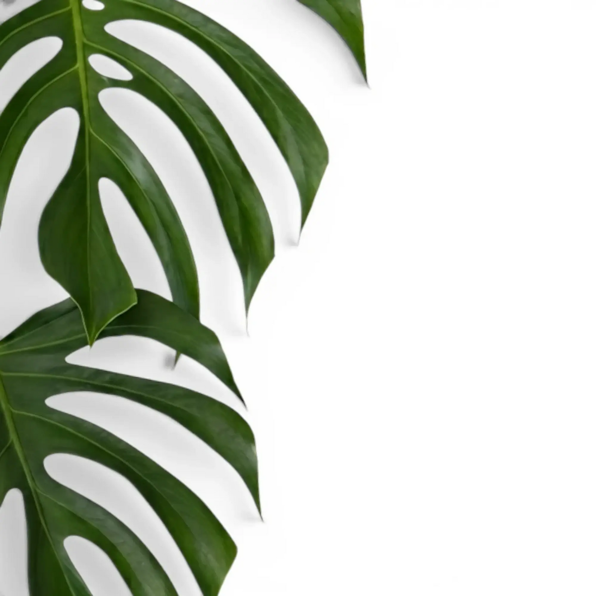Monstera sierrana foliage with elongated lobes and clean oval fenestrations.