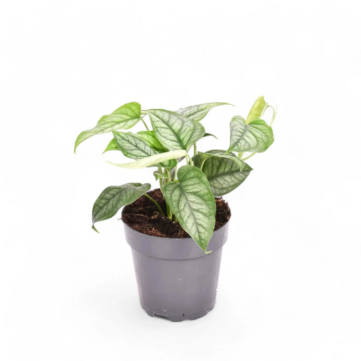 Monstera siltepecana potted plant in nursery pot on white background.