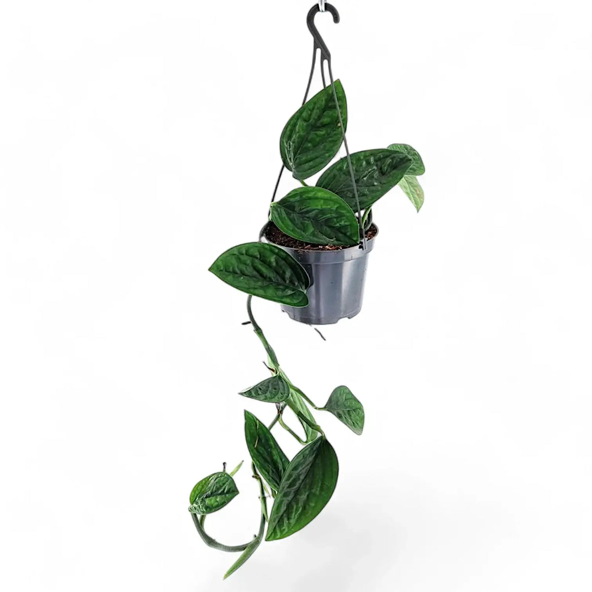 Monstera sp. Peru ('Karstenianum') potted plant in nursery pot on white background.