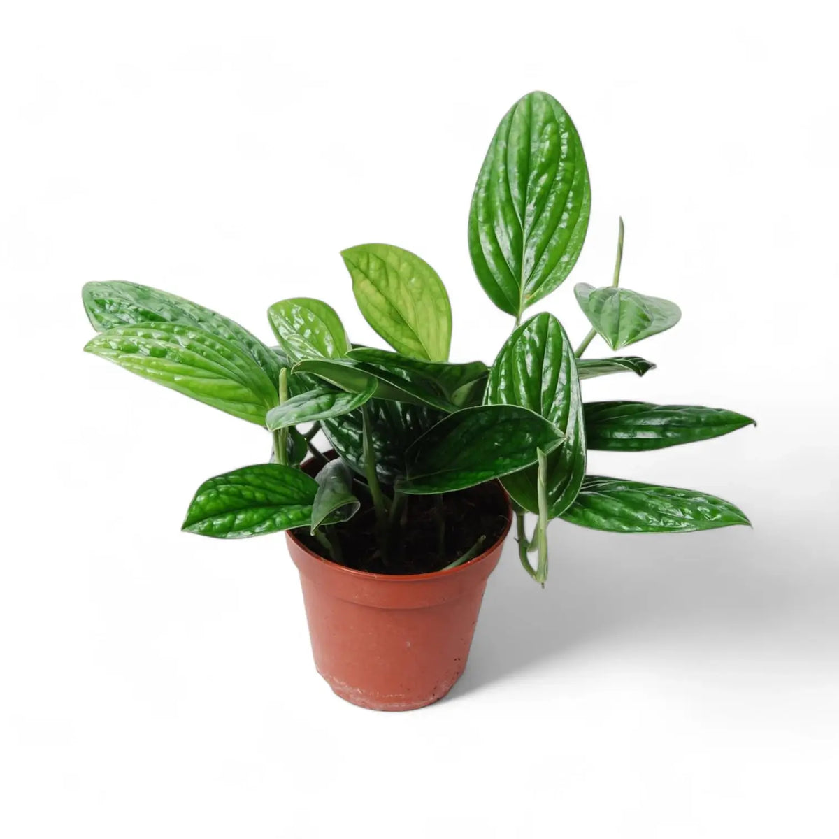 Monstera sp. Peru ('Karstenianum') potted plant in nursery pot on white background.