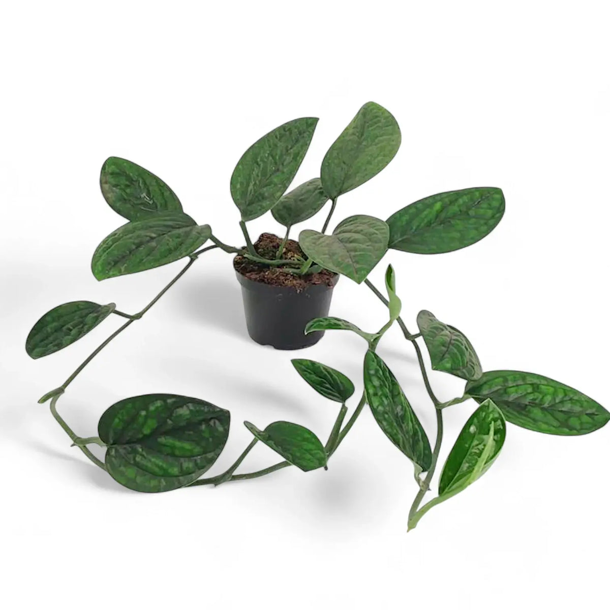 Monstera sp. Peru ('Karstenianum') potted plant in nursery pot on white background.