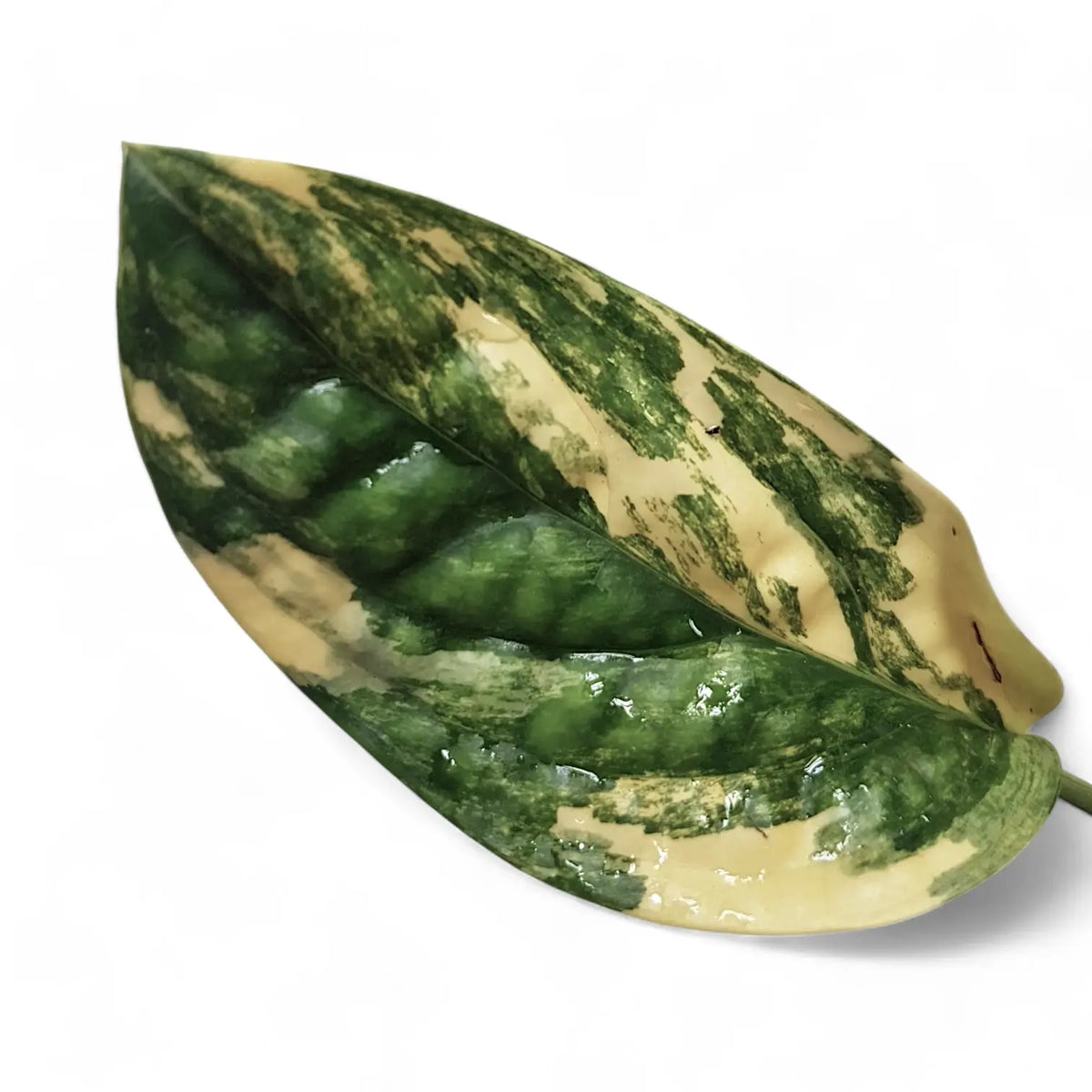 Monstera sp. Peru (karstenianum) variegata potted plant in nursery pot on white background.