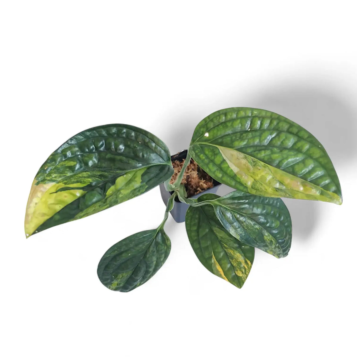 Monstera sp. Peru (karstenianum) variegata potted plant in nursery pot on white background.