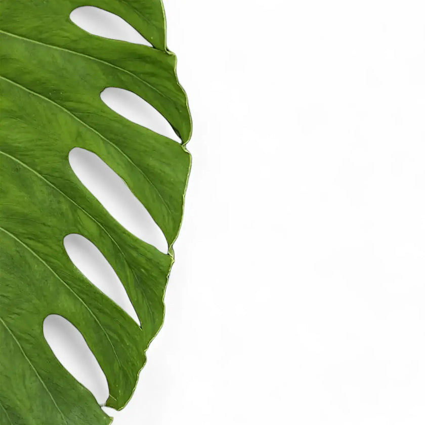 Monstera sp. Velvet (Peru) close-up of leaf on white background.