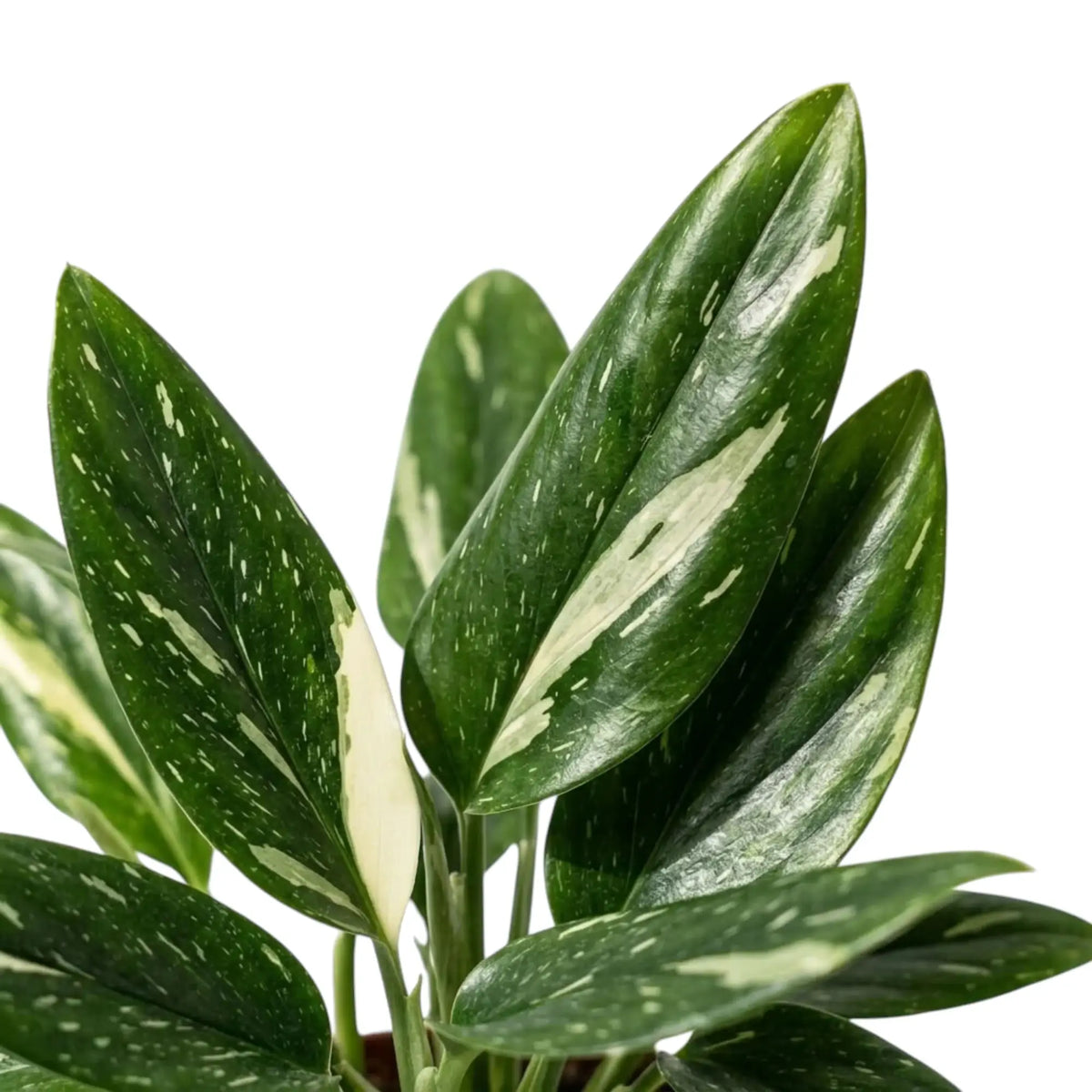 Monstera standleyana Variegata foliage close-up with glossy elongated leaves and bold cream streaks.