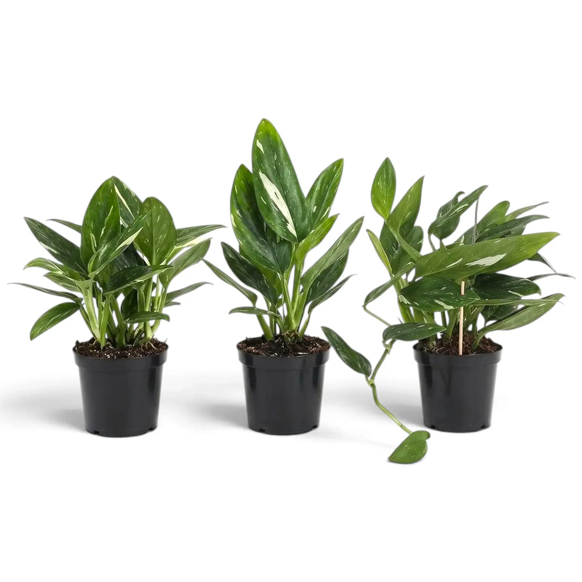 Three Monstera standleyana Variegata plants with cream-flecked leaves, one with a long trailing stem.