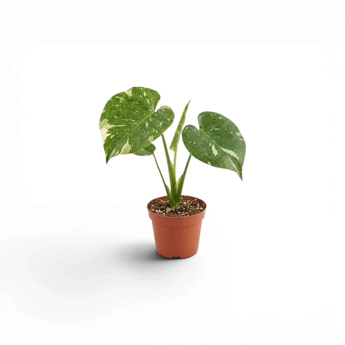 Monstera Thai Constellation variegated starter plant in nursery pots on a white background