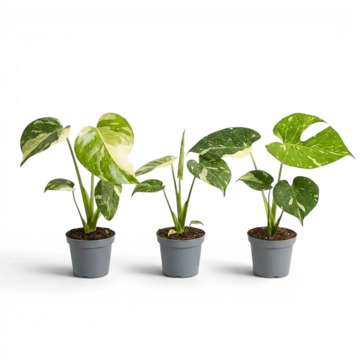 Three Monstera Thai Constellation variegated baby plants in nursery pots on a white background