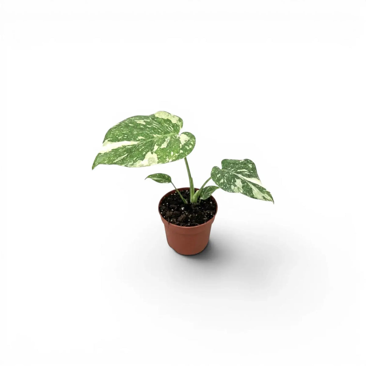 Small Monstera Thai Constellation variegated baby plant in a nursery pot on a white background