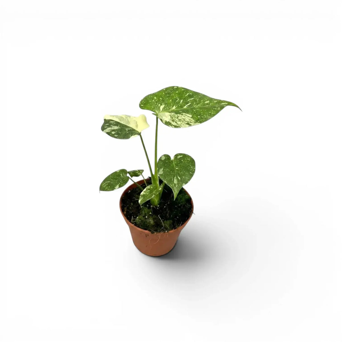 Small Monstera Thai Constellation variegated baby plant in a nursery pot on a white background