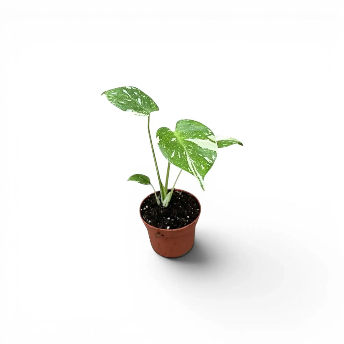 Small Monstera Thai Constellation variegated baby plant in a nursery pot on a white background