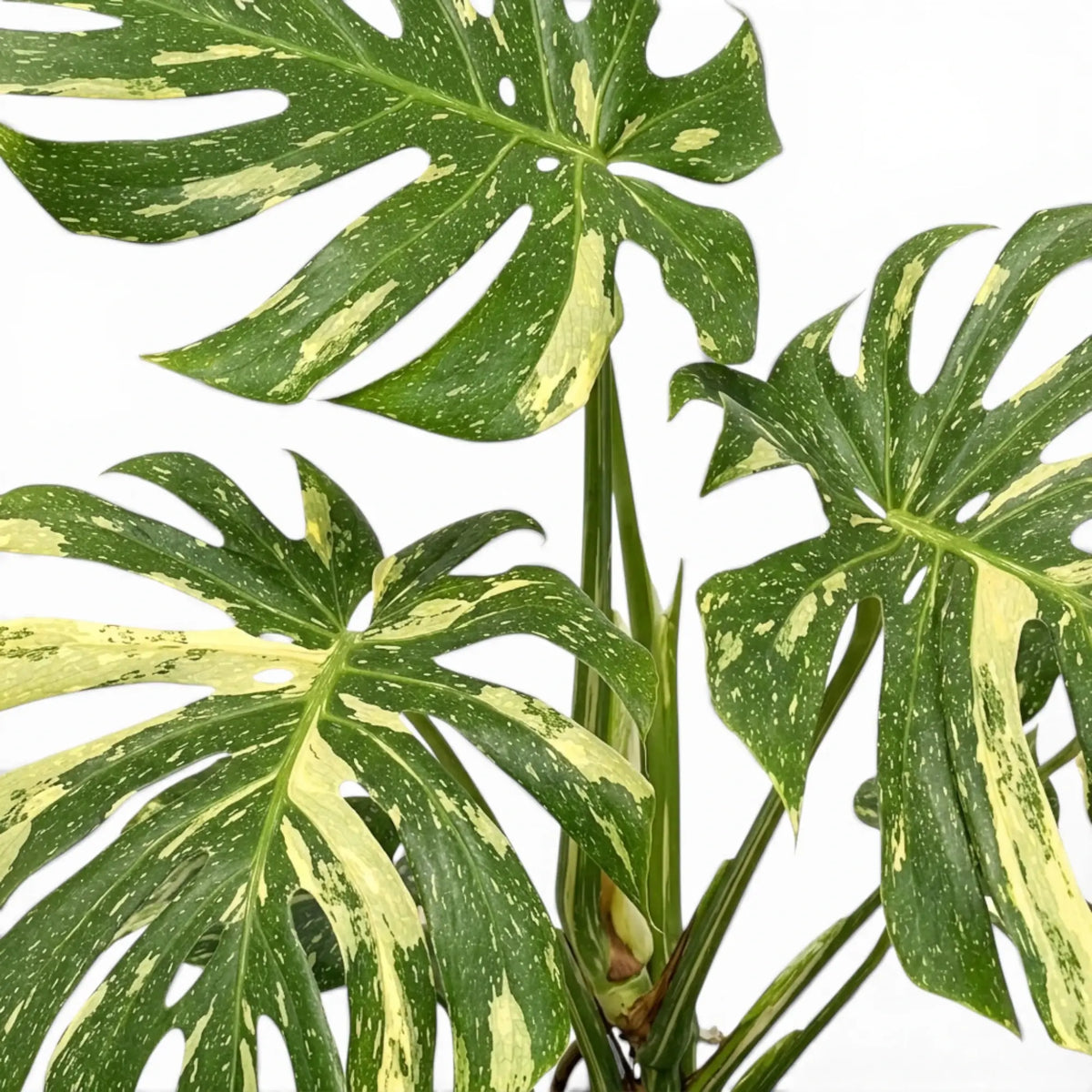 Close-up of Monstera Thai Constellation variegated foliage on a white background