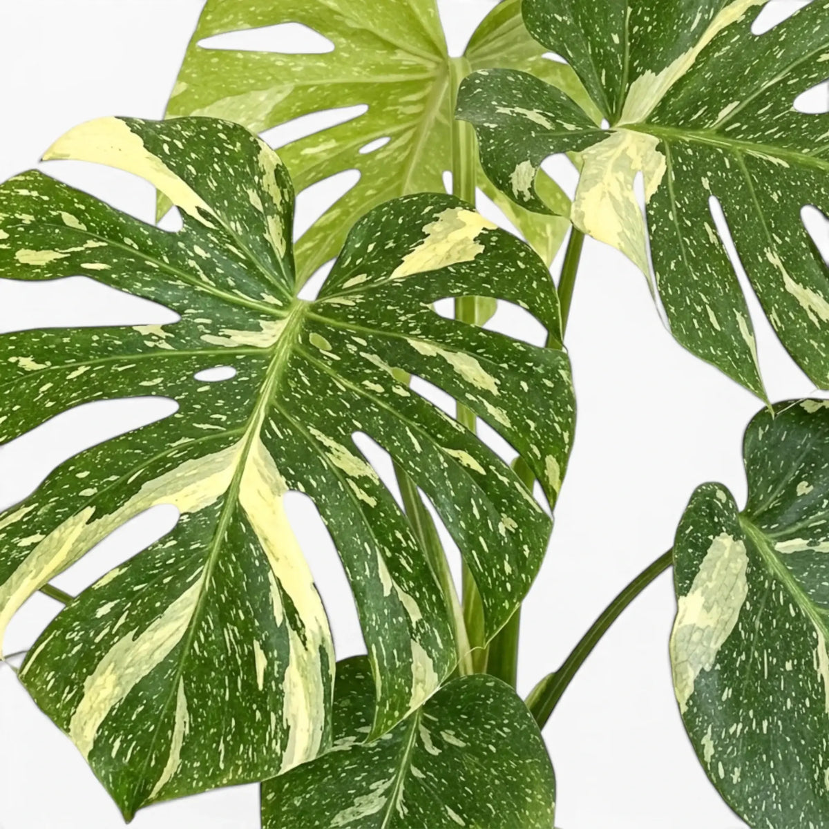 Close-up of Monstera Thai Constellation variegated foliage on a white background
