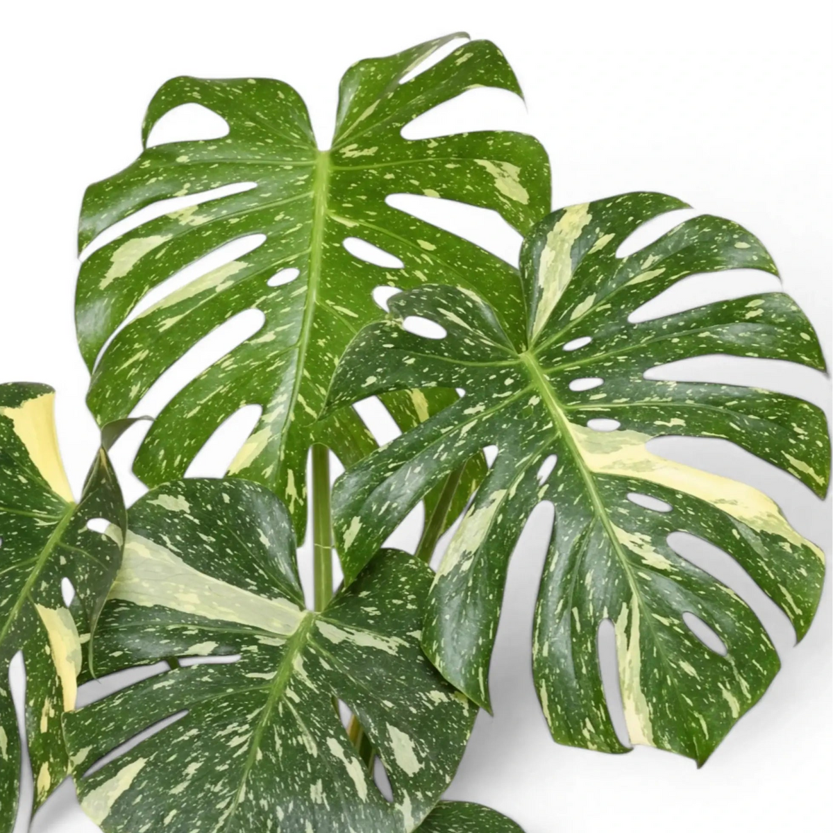 Close-up of Monstera Thai Constellation variegated foliage on a white background