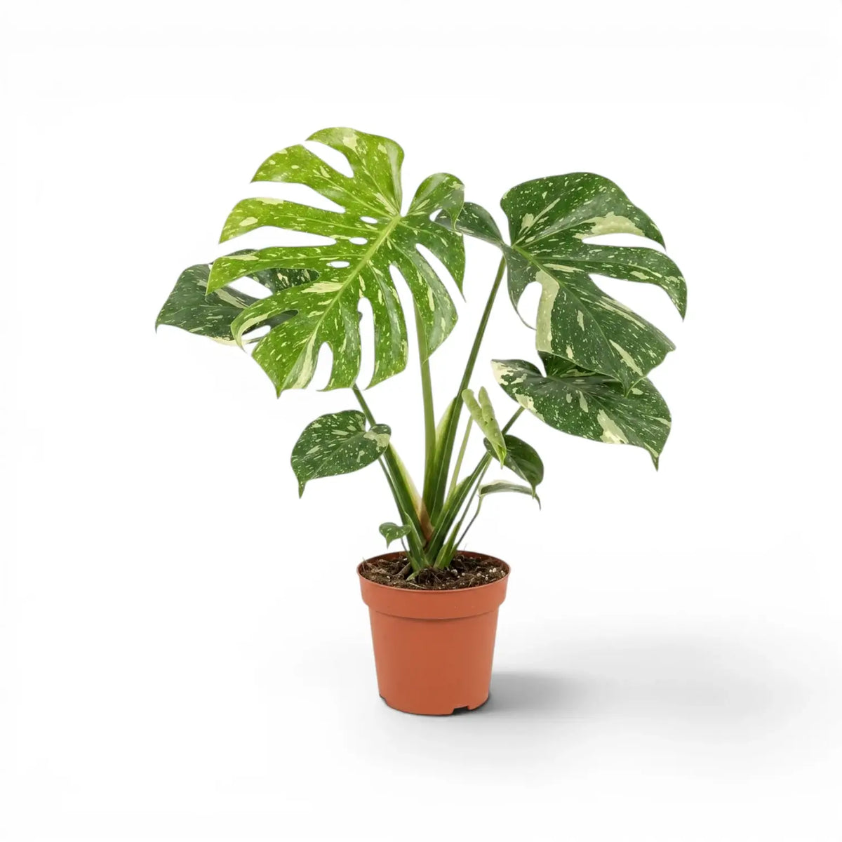 Monstera Thai Constellation potted plant with variegated leaves in a nursery pot on a white background
