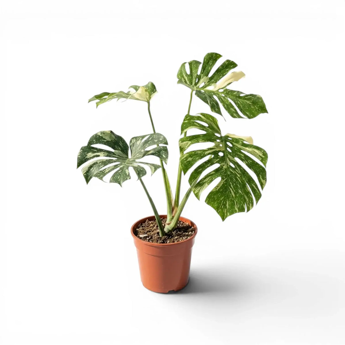 Monstera Thai Constellation potted plant with variegated leaves in a nursery pot on a white background