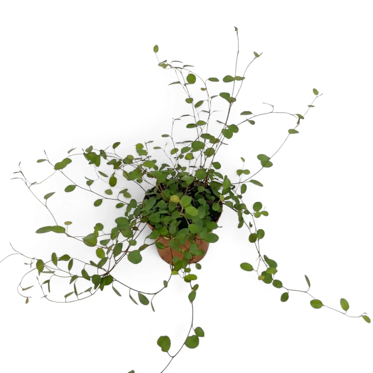 Baby Muehlenbeckia complexa 'Maori' in a nursery pot with small round leaves on slender wire-like stems