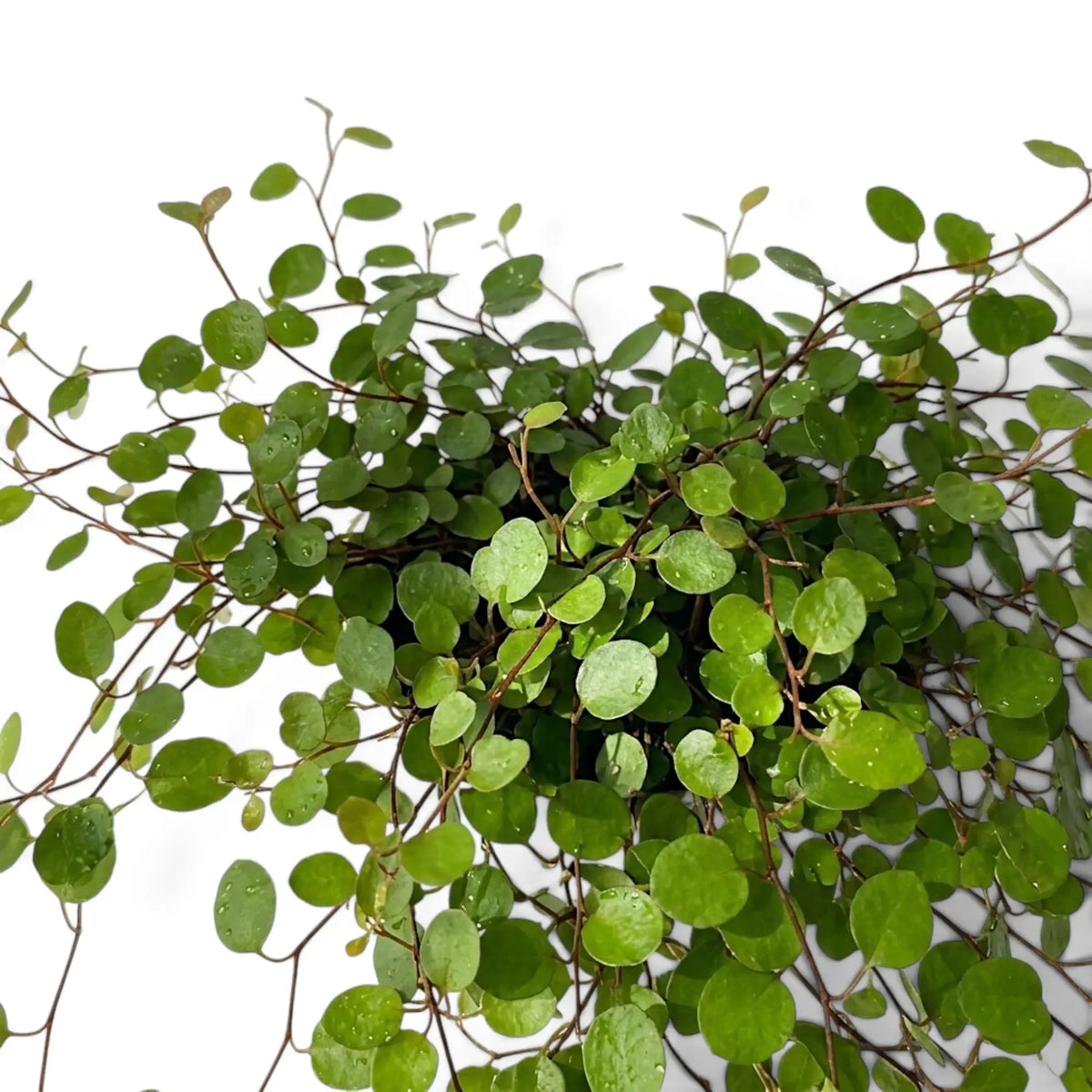 Close-up of Muehlenbeckia complexa 'Maori' with tiny round leaves on thin dark wiry stems