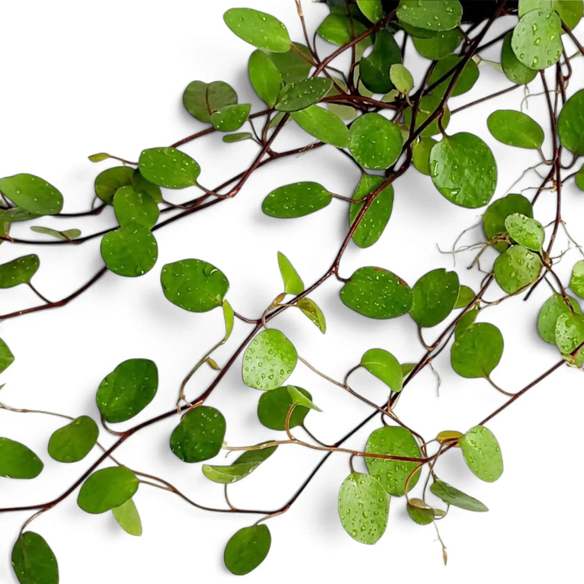 Close-up of Muehlenbeckia complexa 'Maori' with delicate green leaves on interlacing dark stems