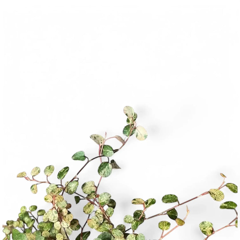 Muehlenbeckia complexa variegata 'Spotlight' leaf close-up on white background.