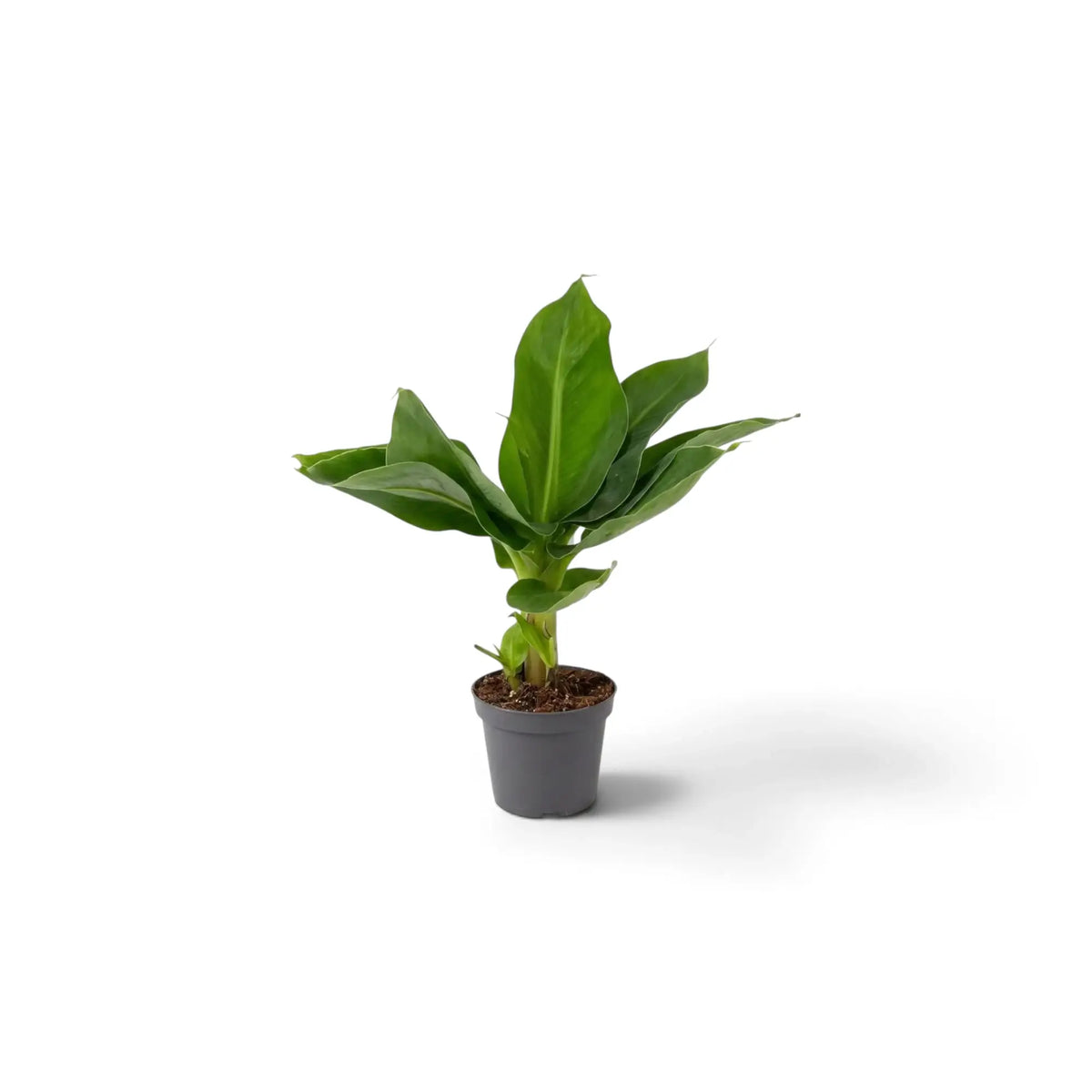 Musa acuminata ‘Cheeka’ in a nursery pot with broad green leaves around a short upright central stem