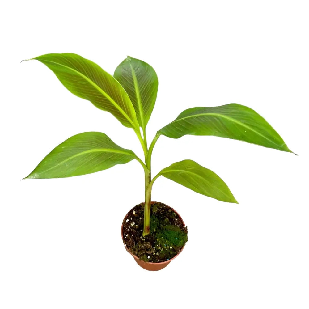 Musa 'Siam Ruby' potted plant in nursery pot on white background.