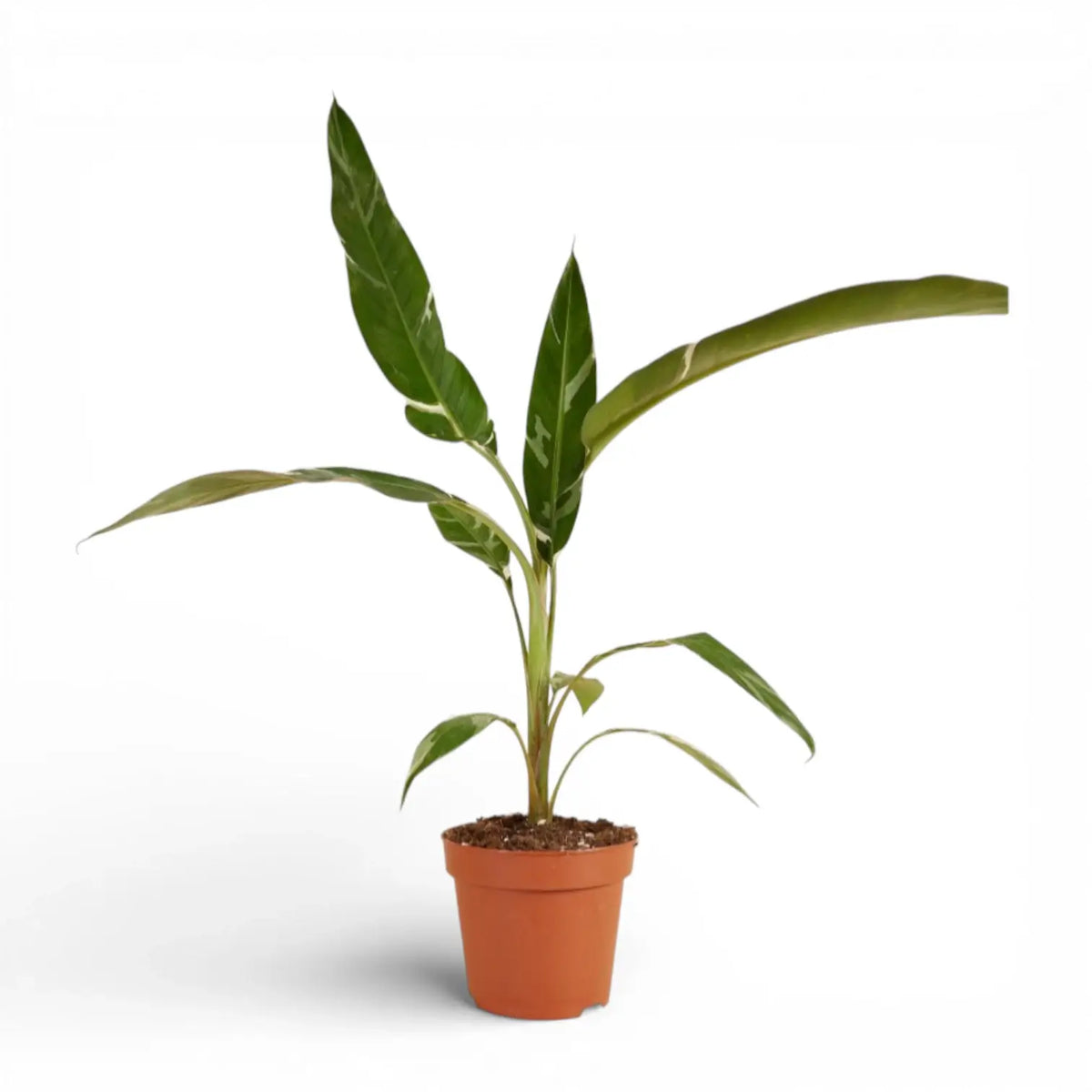 Musa × paradisiaca 'Ae Ae' – Zimmerpflanze im Kulturtopf auf weißem Hintergrund, Produktfoto 2.