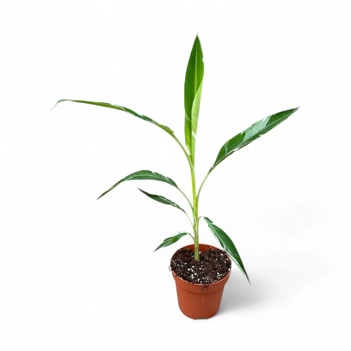 Musa × paradisiaca 'Ae Ae' – Zimmerpflanze im Kulturtopf auf weißem Hintergrund, Produktfoto 4.