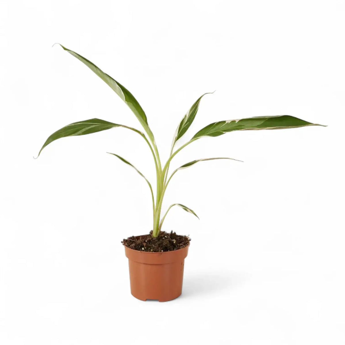 Musa × paradisiaca 'Ae Ae' – Zimmerpflanze im Kulturtopf auf weißem Hintergrund, Produktfoto 5.