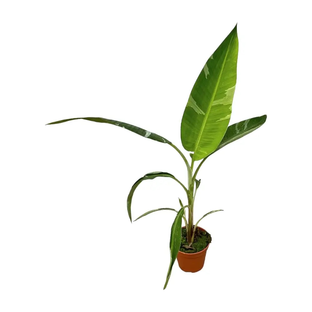Musa × paradisiaca 'Ae Ae' – Zimmerpflanze im Kulturtopf auf weißem Hintergrund, Produktfoto 6.