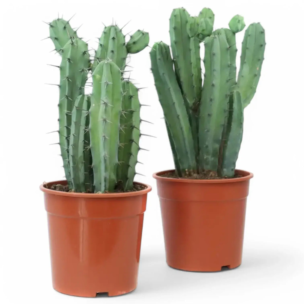 Myrtillocactus geometrizans – Zimmerpflanze im Kulturtopf auf weißem Hintergrund, Produktfoto 4.