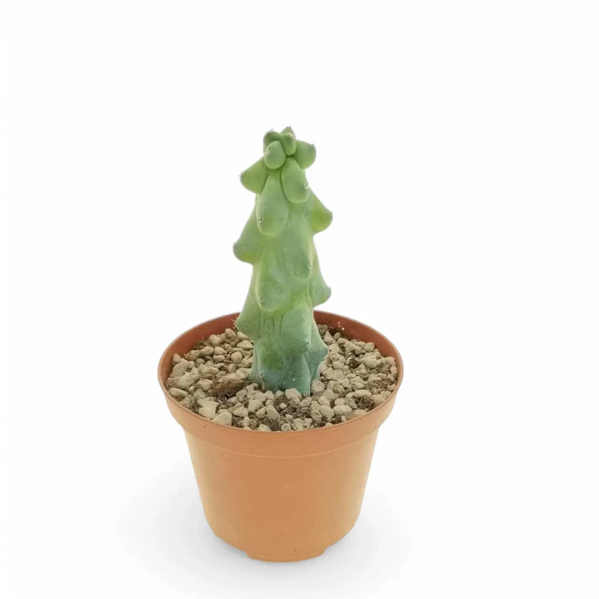 Myrtillocactus geometrizans cv. Fukurokuryuzinboku potted plant in nursery pot on white background.