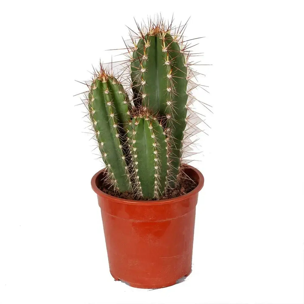 Neoraimondia herzogiana potted plant in nursery pot on white background.