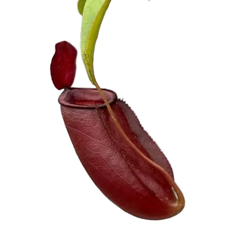 Nepenthes ‘Diana’ – Blattdetail vor weißem Hintergrund..