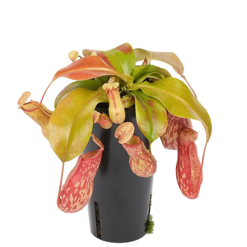Nepenthes ‘Gaya’ Zimmerpflanze im Anzuchttopf vor weißem Hintergrund, Produktfoto 2.