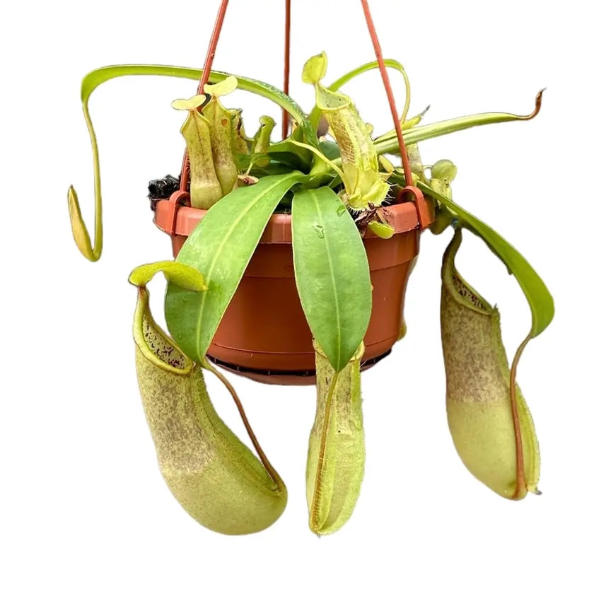 Nepenthes 'Louisa' aka 'Loes' Zimmerpflanze im Anzuchttopf vor weißem Hintergrund, Produktfoto 2.