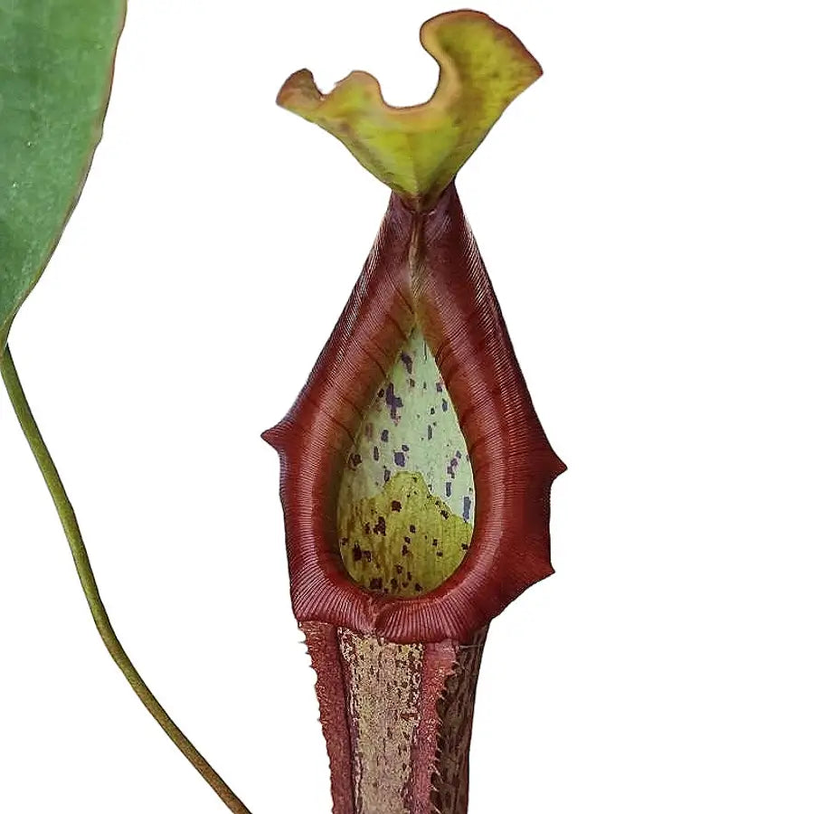 Nepenthes 'Miranda' leaf close-up on white background.