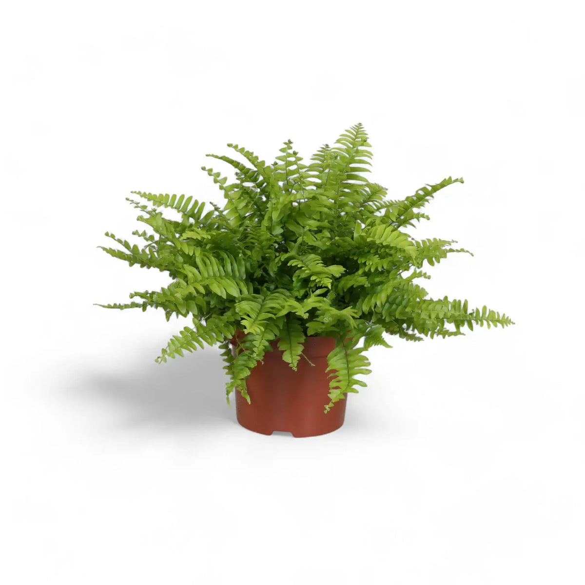 Nephrolepis exaltata 'Boston Blue Bell' potted plant in nursery pot on white background.