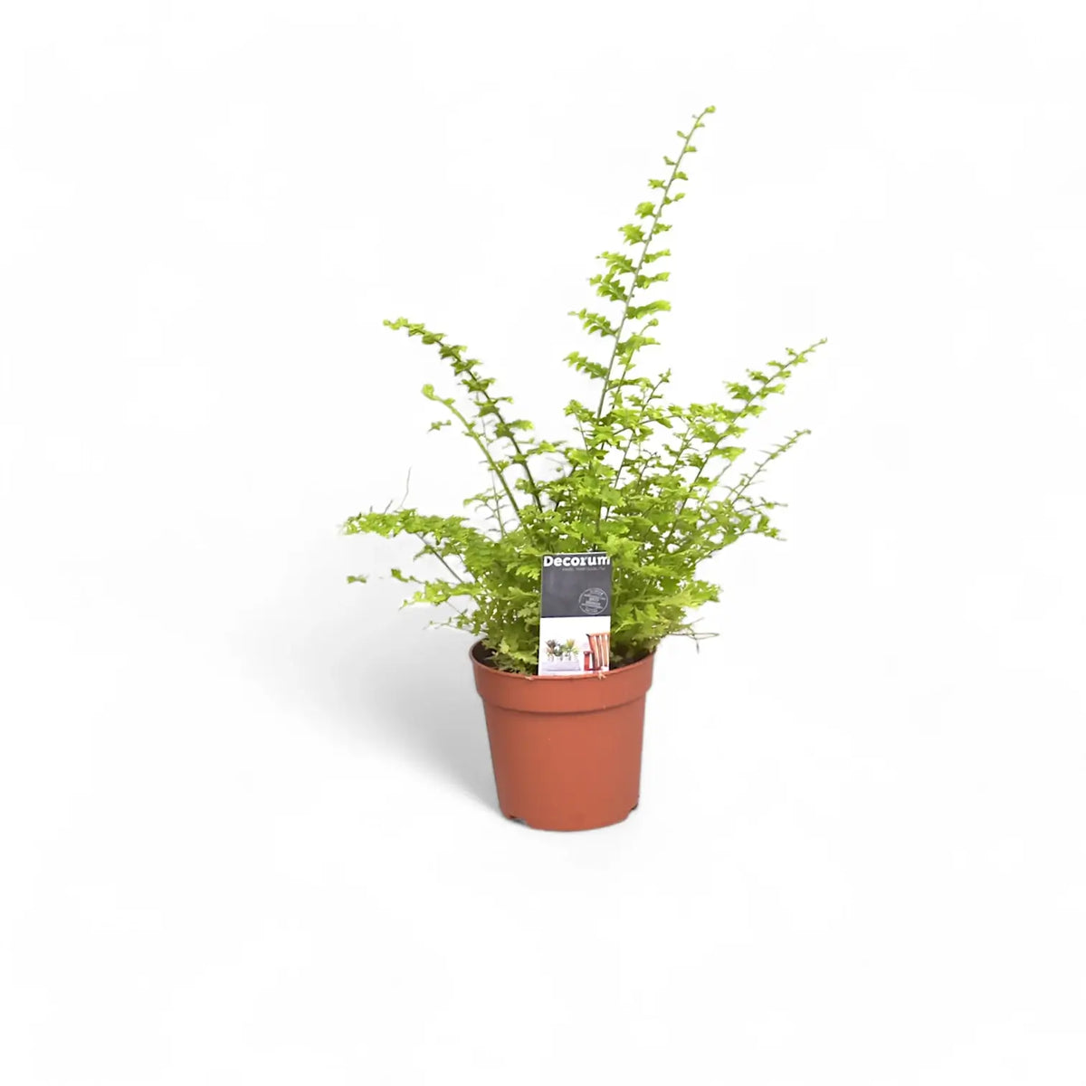 Nephrolepis exaltata 'Green Fantasy' plant in a nursery pot against a white background
