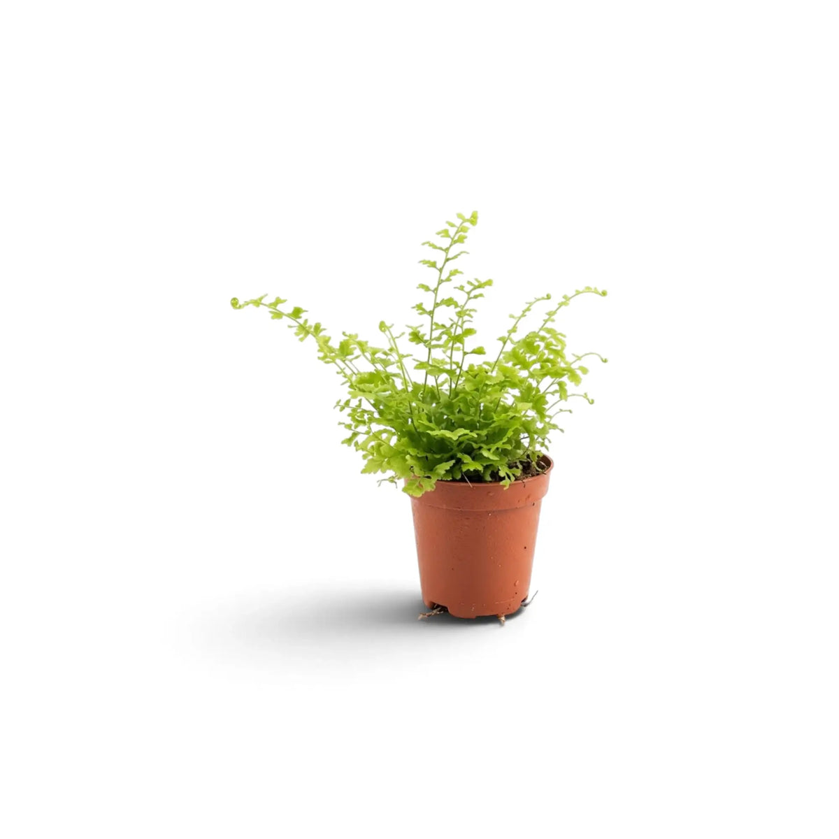 Baby Nephrolepis exaltata 'Green Fantasy' with arching, finely divided green fronds